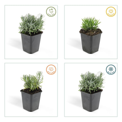 Buitenplant 6x Lavandula 'Hidcote' - Bloeiend - Pot Ø 9cm Hoogte ↕ 10-25cm