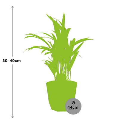 Kamerplant - Dypsis Lutescens (Areca) - Pot Ø 14cm