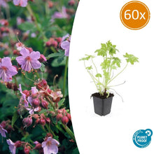 Buitenplant 60x Geranium macrorrhizum - Bloeiend - Pot Ø 9cm Hoogte ↕ 10-25cm