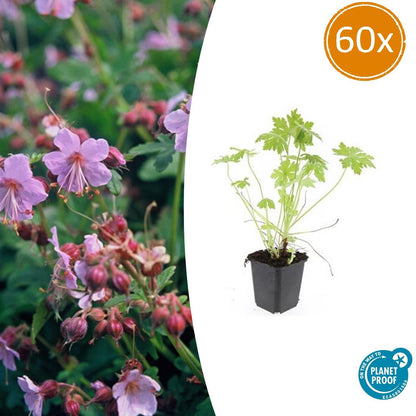 Buitenplant 60x Geranium macrorrhizum - Bloeiend - Pot Ø 9cm Hoogte ↕ 10-25cm