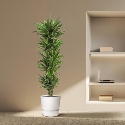 XL kamerplant - Dracaena Golden Coast - Luchtzuiverend - Pot Ø 34cm Hoogte ↕ 200cm