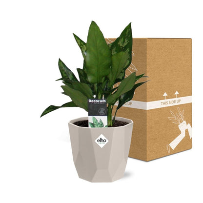 Kamerplant - Aglaonema Maria - Inclusief grijze sierpot - Pot Ø 14cm