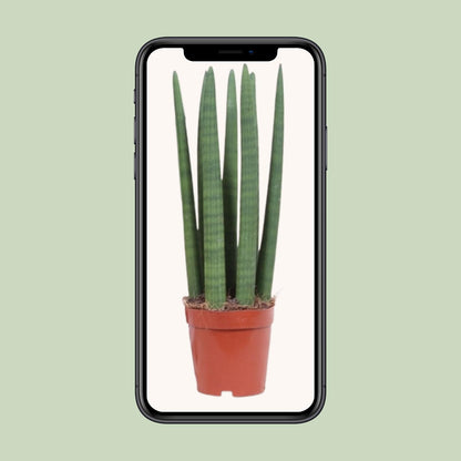 Kamerplant - Sansevieria Straight - Pot Ø 12cm Hoogte ↕ 40cm