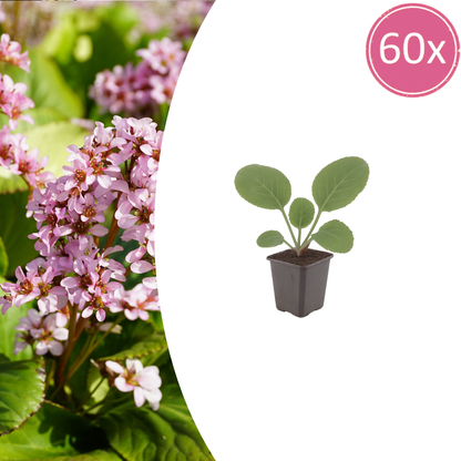 Buitenplant 60x Bergenia cordifolia - Bloeiend - Pot Ø 9cm Hoogte ↕ 10-25cm