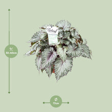 Kamerplant - Begonia Beleaf Asian Tundra - Pot Ø 17cm Hoogte ↕ 32cm