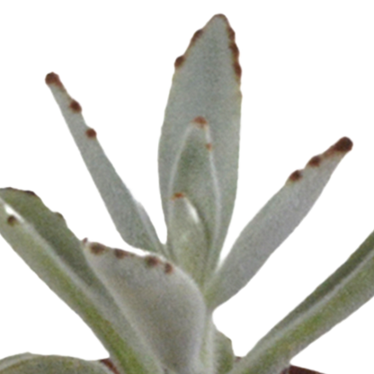 Kamerplant 10x Vetplanten Mix - Pot Ø 5.5cm