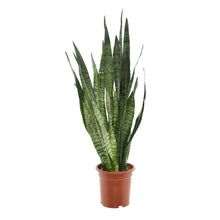 XL Kamerplant - Sansevieria Zeylanica - Pot Ø 24cm Hoogte ↕ 110cm