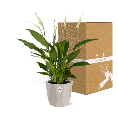 Kamerplant - Spathiphyllum Torelli - Inclusief sierpot - Pot Ø 12cm