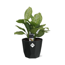 Kamerplant - Aglaonema Christina - Pot Ø 14cm