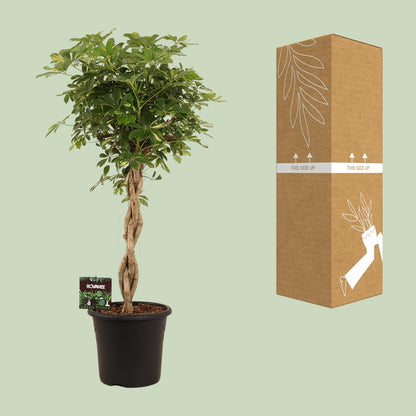 XL kamerplant - Schefflera Arb. Gold Capella - Luchtzuiverend - Pot Ø 32cm Hoogte ↕ 130cm