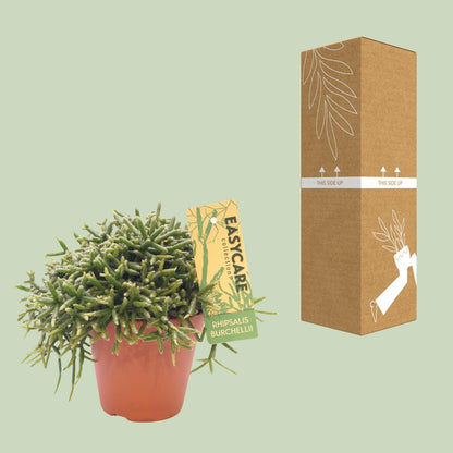 Kamerplant - Rhipsalis Burchellii - Pot Ø 12cm Hoogte ↕ 20cm
