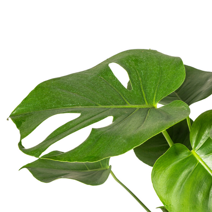 Kamerplant - Monstera Deliciosa Tauerii - Pot Ø 19cm Hoogte ↕ 70-90cm
