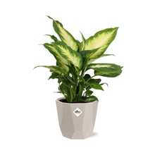 Kamerplant - Dieffenbachia 'Camilla' - Pot Ø 14cm
