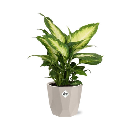 Kamerplant - Dieffenbachia 'Camilla' - Pot Ø 14cm