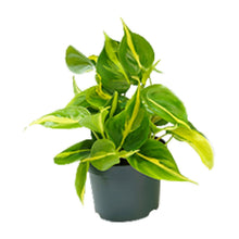 Kamerplant - Philodendron Scandens Brasil - Pot Ø 12cm Hoogte ↕ 15cm