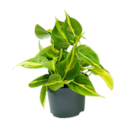 Kamerplant - Philodendron Scandens Brasil - Pot Ø 12cm Hoogte ↕ 15cm