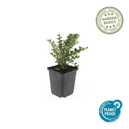 Buitenplant 24x Cotoneaster horizontalis - Winterhard - Pot Ø 9cm Hoogte ↕ 10-25cm