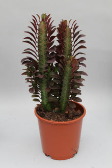 Kamerplant - Euphorbia Trigona Rubra - Pot Ø 12cm Hoogte ↕ 40cm