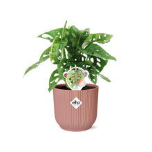Kamerplant - Monstera 'Monkey Leaf' - Pot Ø 14cm Hoogte ↕ 25-35cm