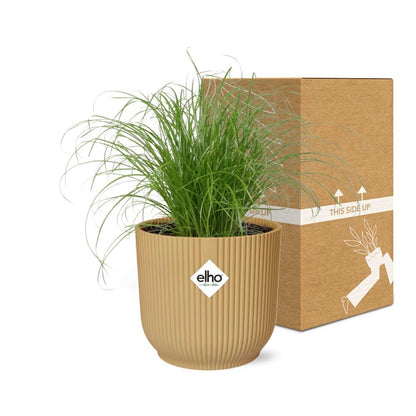 Kamerplant - Cyperus Alternifolius Zumula - Pot Ø 14cm