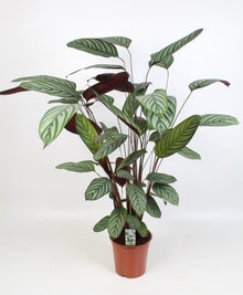 Kamerplant - Ctenanthe Oppenheimiana - Pot Ø 21cm Hoogte ↕ 100cm