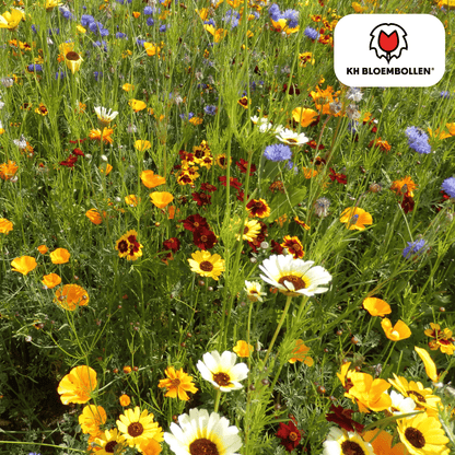 Wilde Bloemenzaad Mengsel - 100 gram - voor Bijen en Vlinders