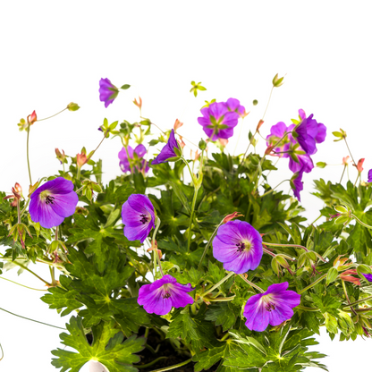 Buitenplant - Geranium Rozanne - Bloeiend, Paars - Pot Ø 19cm Hoogte ↕ 20-30cm