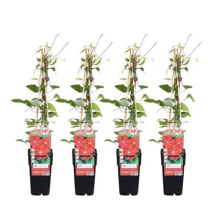 Buitenplant 4x Clematis 'Rouge Cardinal' - Klimplant - Pot Ø 15cm Hoogte ↕ 65cm