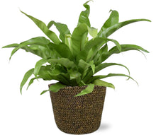 Kamerplant - Asplenium Antiquum - Pot Ø 17cm Hoogte ↕ 45cm