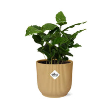 Kamerplant - Coffea Arabica - Inclusief sierpot - Pot Ø 14cm