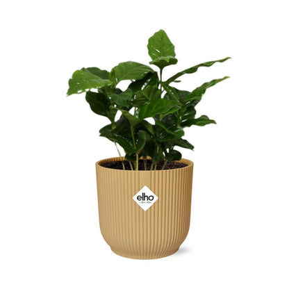 Kamerplant - Coffea Arabica - Inclusief sierpot - Pot Ø 14cm