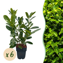 Buitenplant 6x Prunus laurocerasus Rotundifolia - Haagplant - Pot Ø 17cm Hoogte ↕ 50cm