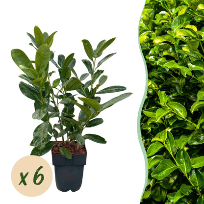 Buitenplant 6x Prunus laurocerasus Rotundifolia - Haagplant - Pot Ø 17cm Hoogte ↕ 50cm