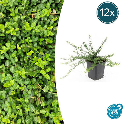 Buitenplant 12x Euonymus fort. 'Minimus' - Groenblijvend - Pot Ø 9cm Hoogte ↕ 10-25cm
