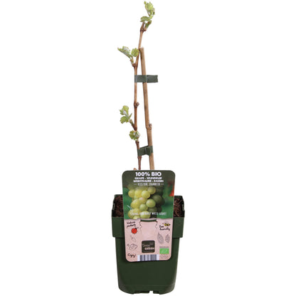 Buitenplant - Vitis vinifera 'Johanniter' - Witte druif - Pot Ø 13cm Hoogte ↕ 45cm