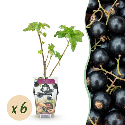 Buitenplant 6x Ribes nigrum Titania - Zwarte Bes - Winterhard - Pot Ø 9cm