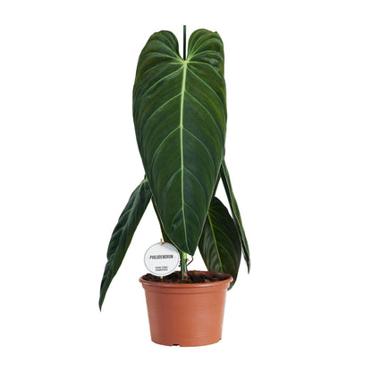 Kamerplant - Philodendron Melanochrysum - Pot Ø 21cm Hoogte ↕ 75cm