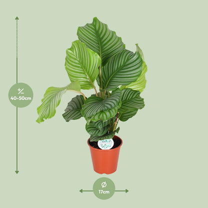 Kamerplant - Calathea Orbifolia - Pot Ø 17cm Hoogte ↕ 60cm