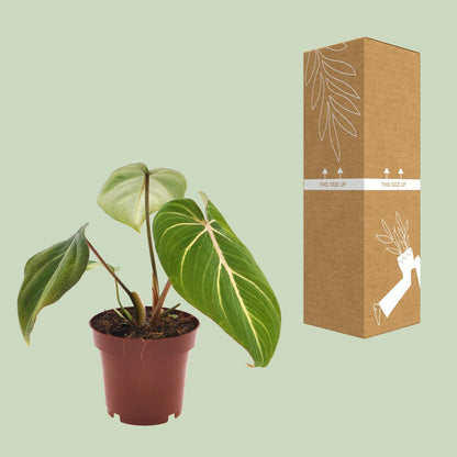 Kamerplant - Philodendron Selloum Atom - Pot Ø 12cm Hoogte ↕ 25cm