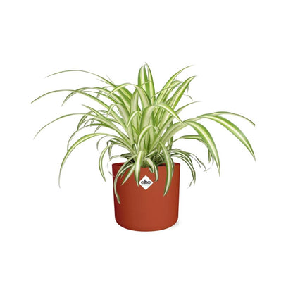 Kamerplant - Chlorophytum Comosum Variegatum - Pot Ø 14cm