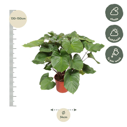 Kamerplant - Homalomena Rubescens 'Maggy' - Pot Ø 24cm Hoogte ↕ 100cm
