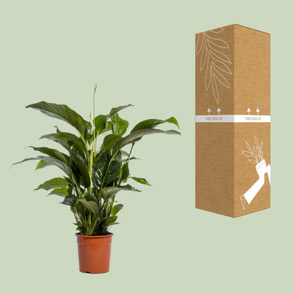 Kamerplant - Spathiphyllum Bellini - Luchtzuiverend - Pot Ø 24cm Hoogte ↕ 100cm