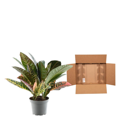 Kamerplant - Codiaeum variegatum 'Petra' - Pot Ø 12cm Hoogte ↕ 30cm
