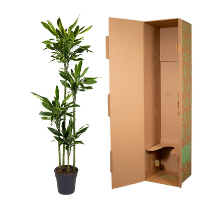 XL Kamerplant - Dracaena Golden Coast - Pot Ø 27cm Hoogte ↕ 170cm