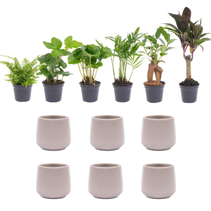 Kamerplant 6x Mini planten set - Inclusief pot