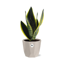 Kamerplant - Sansevieria Futura Superba - Pot Ø 14cm