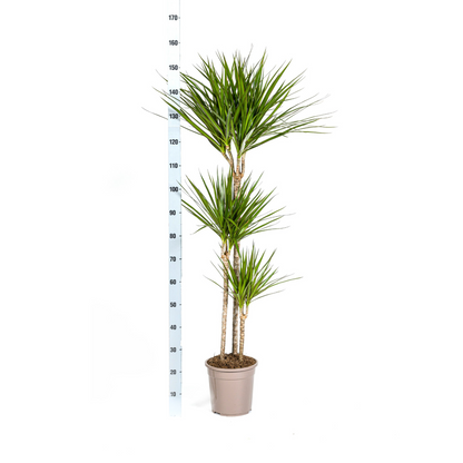 XL kamerplant - Dracaena Marginata Green - Pot Ø 24cm Hoogte ↕ 130-150cm