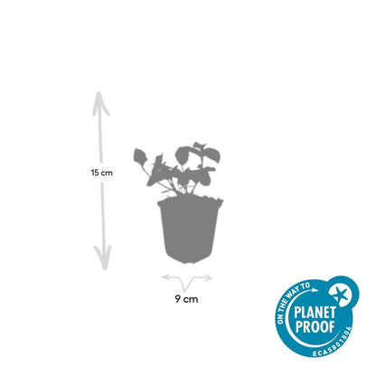 Buitenplant 12x Euonymus fort. 'Dart's Blanket' - Winterhard - Pot Ø 9cm Hoogte ↕ 10-25cm