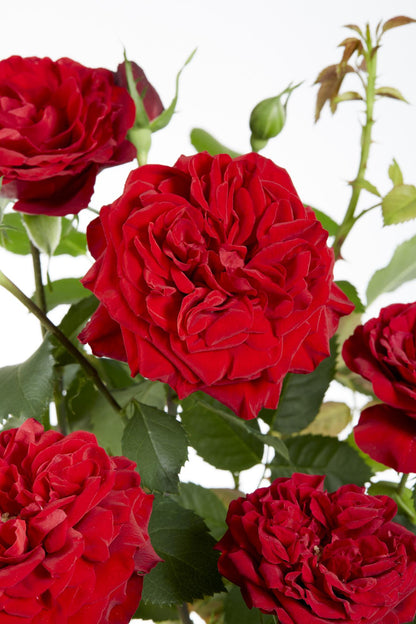 Buitenplant 3x Rosa Crazy in Love 'Red' - Bloeiend - Pot Ø 15cm Hoogte ↕ 65cm
