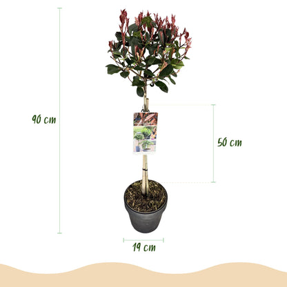 Buitenplant - Photinia fraseri 'Little Red Robin' op Stam - Winterhard - Pot Ø 19cm Hoogte ↕ 90cm